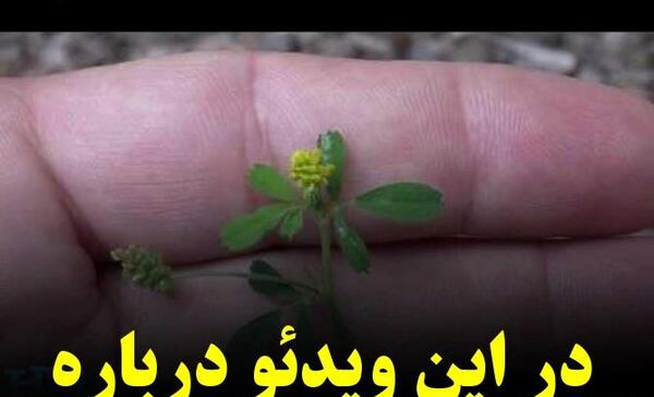 عکس یونجه خشک شده