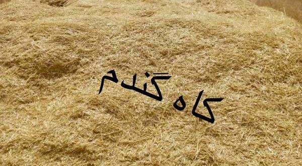 عکس یونجه خشک شده