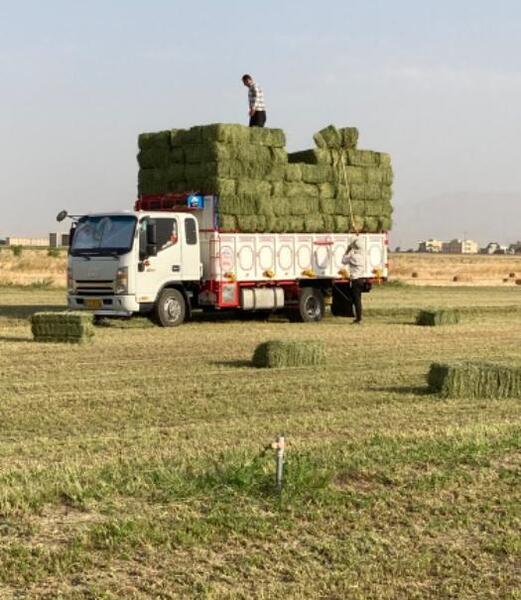 عکس یونجه خشک شده