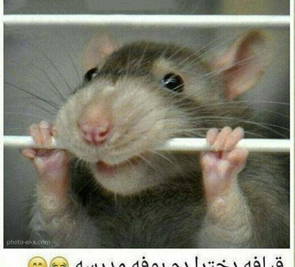 عکس موش زیرخاکی