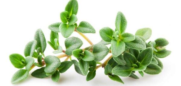 عکس اویشن وحشی
