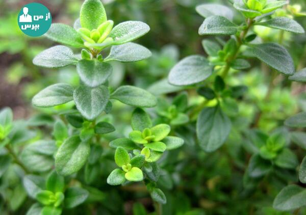 عکس اویشن وحشی