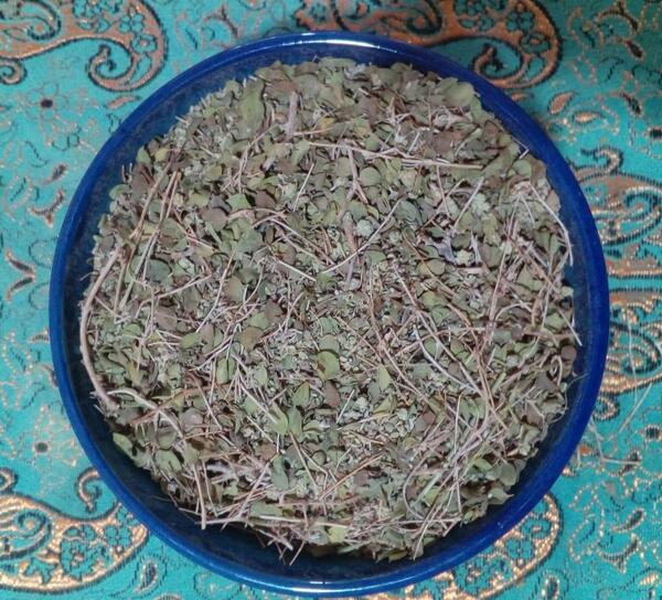 عکس اویشن وحشی