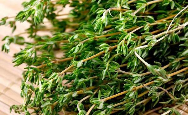 عکس اویشن وحشی