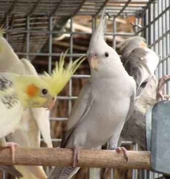 عکس عروس هلندی تو لک