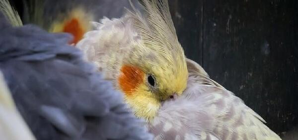 عکس عروس هلندی تو لک