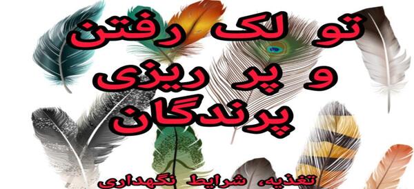 عکس عروس هلندی تو لک
