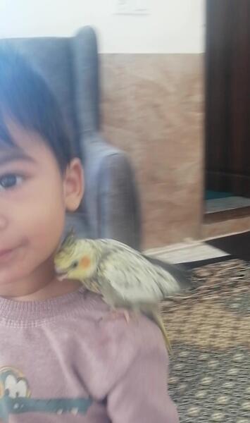 عکس عروس هلندی تو لک