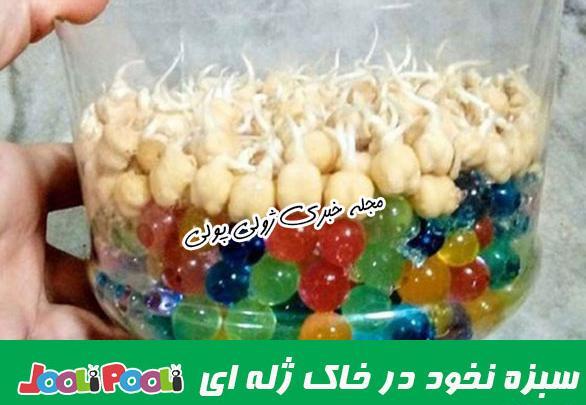عکس سبزه نخود