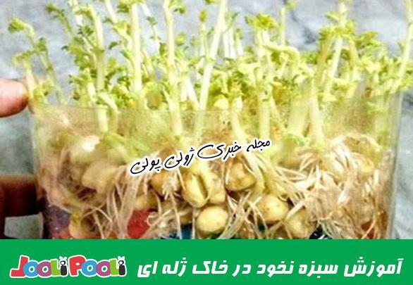 عکس سبزه نخود