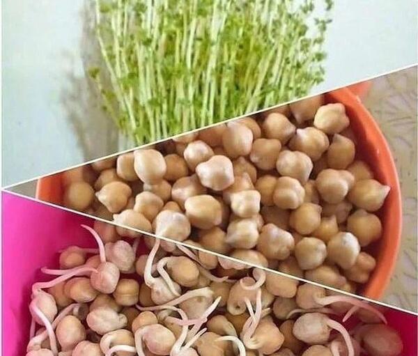 عکس سبزه نخود