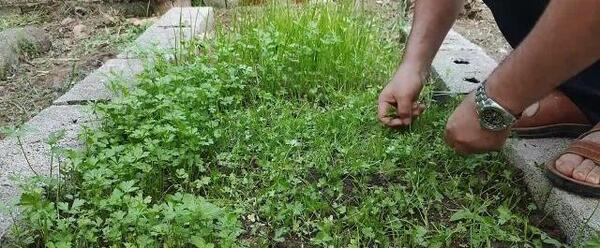 عکس کاشت تره