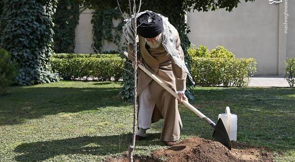 عکس کاشت تره