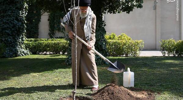 عکس کاشت تره