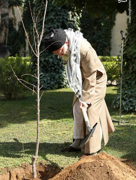 عکس کاشت تره