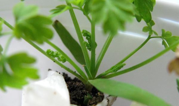 عکس کاشت تره