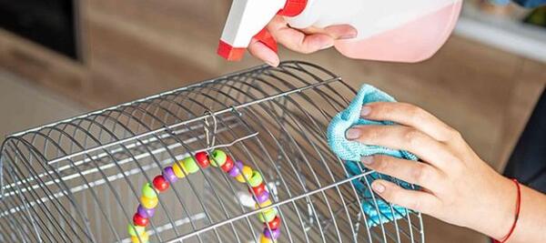 عکس عروس هلندی ایدزی