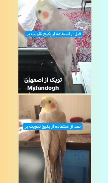 عکس عروس هلندی ایدزی