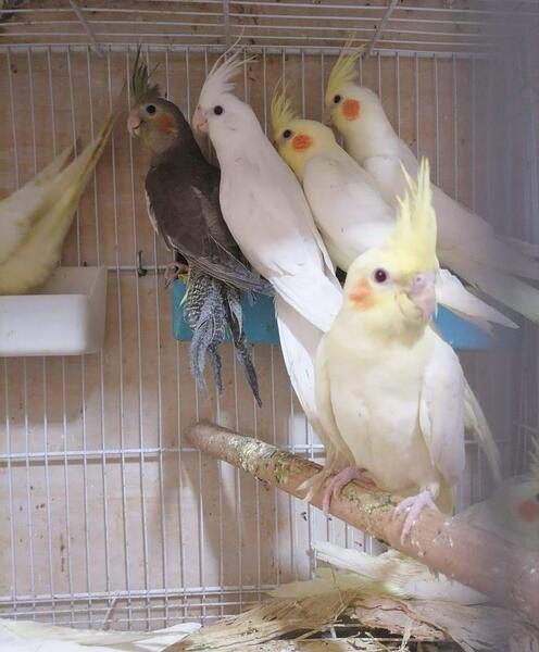 عکس عروس هلندی ایدزی