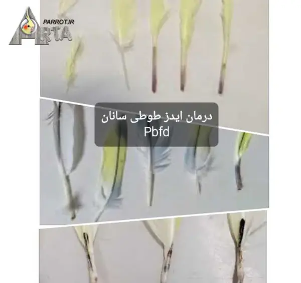 عکس عروس هلندی ایدزی