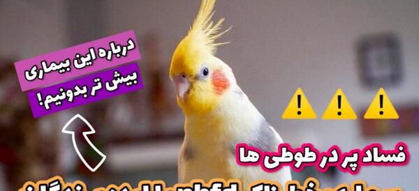 عکس عروس هلندی ایدزی
