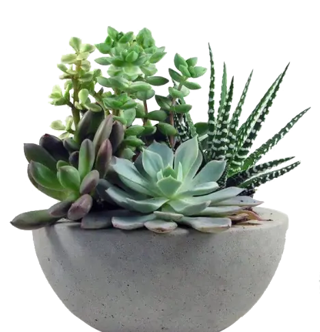 عکس ساختمان گل