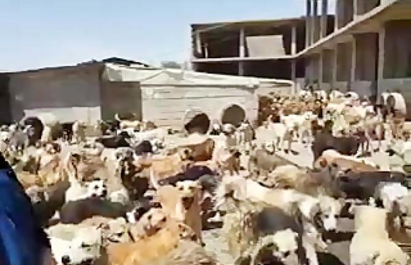 عکس سگ قدر جو نی