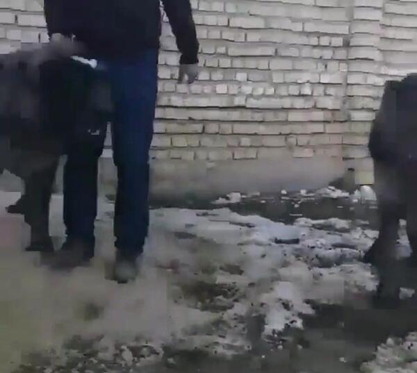 عکس سگ قدر جو نی