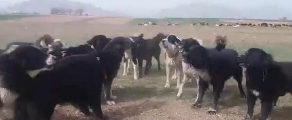 عکس سگ قدر جو نی
