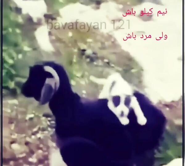 عکس سگ قدر جو نی