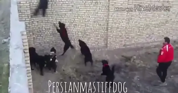 عکس سگ قدر جو نی