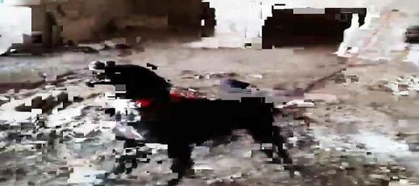 عکس سگ قدر جو نی