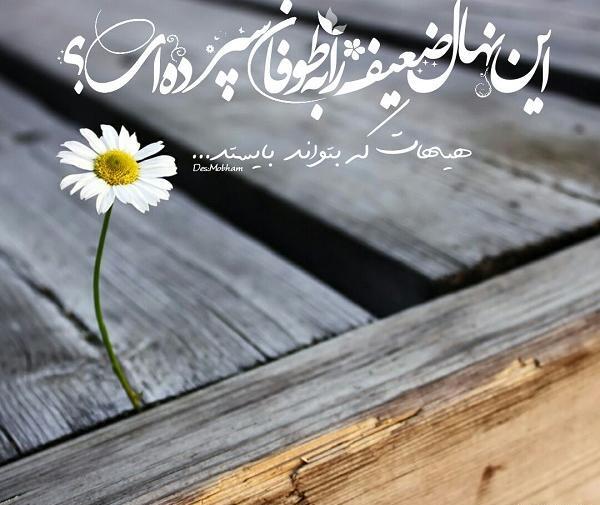 عکس پروفایل راجب خوشحالی