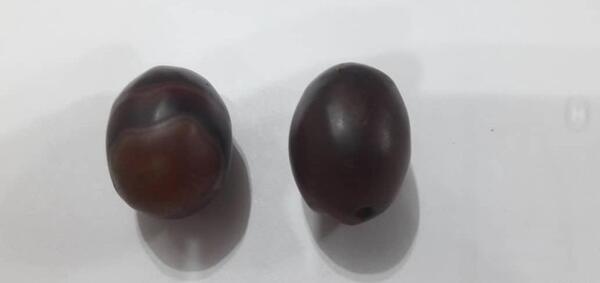 عکس مهره سلیمانی اصل
