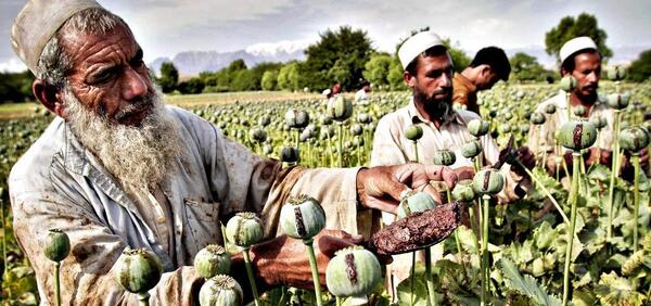 عکس مزارع تریاک