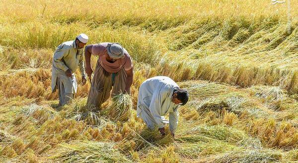 عکس مزارع تریاک
