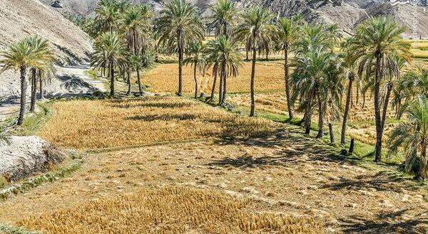 عکس مزارع تریاک