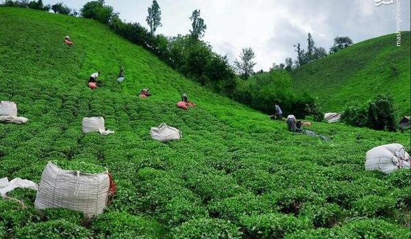 عکس مزارع تریاک