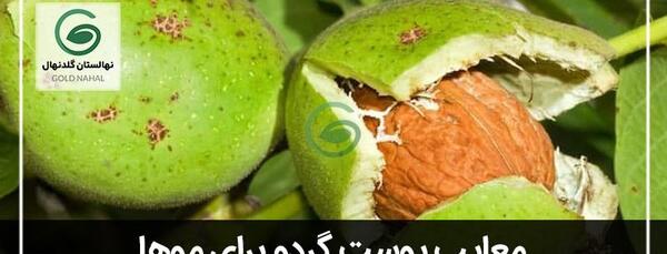 عکس الو سبز