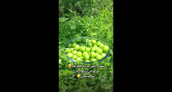 عکس الو سبز