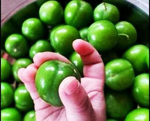 عکس الو سبز