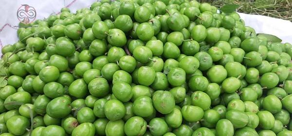 عکس الو سبز