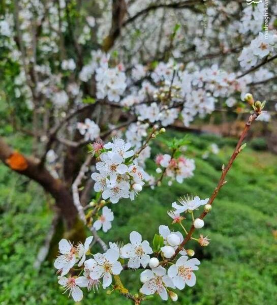 عکس شکوفه آلوچه