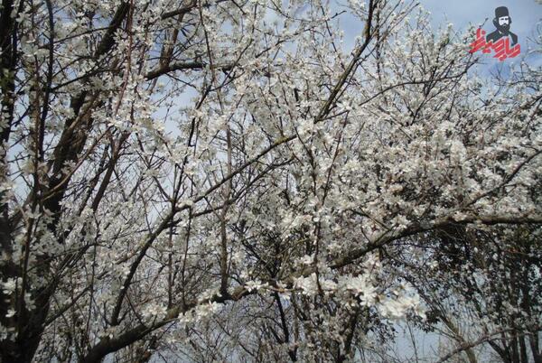 عکس شکوفه آلوچه