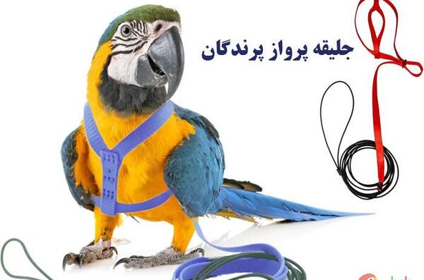 عکس جلیقه پرواز طوطی