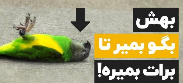عکس جلیقه پرواز طوطی