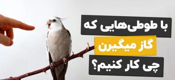 عکس جلیقه پرواز طوطی