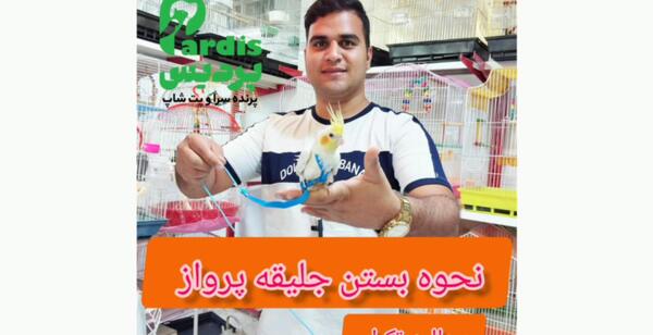 عکس جلیقه پرواز طوطی