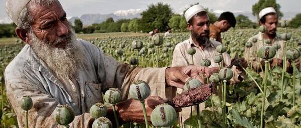 عکس تصویر تریاک خوب