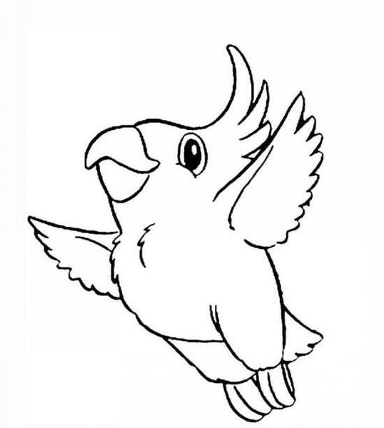 عکس طوطی طراحی